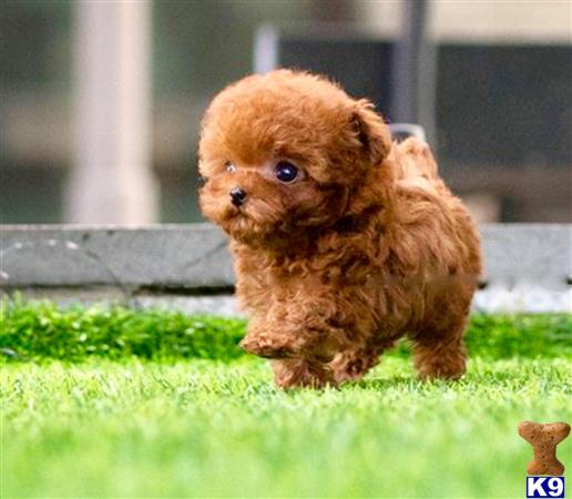 NEW PUPPIES Picture 3